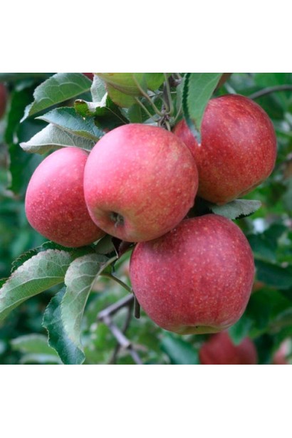 Дозрілі яблука сорту Горець на дереві